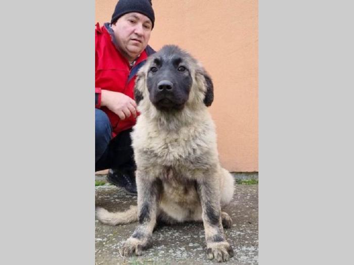 kavkasi ovčar štenci besplatni mali oglasi