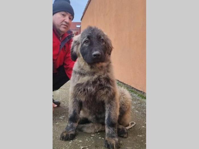 kavkasi ovčar štenci besplatni mali oglasi