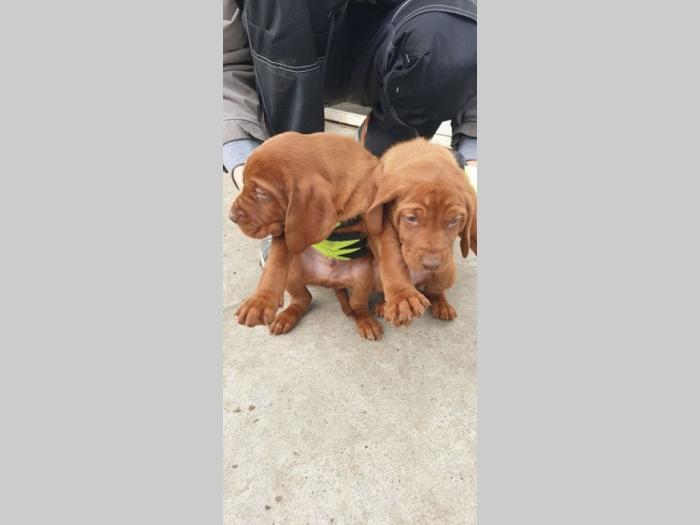 madjarska vižla štenci besplatni mali oglasi