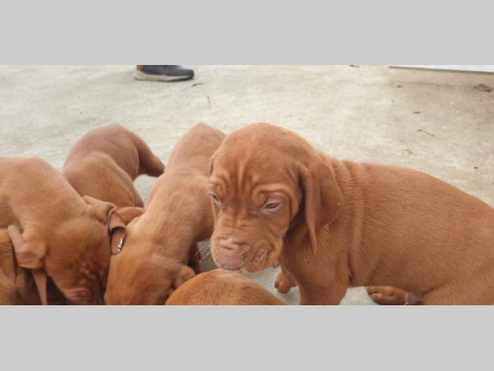madjarska vižla štenci besplatni mali oglasi