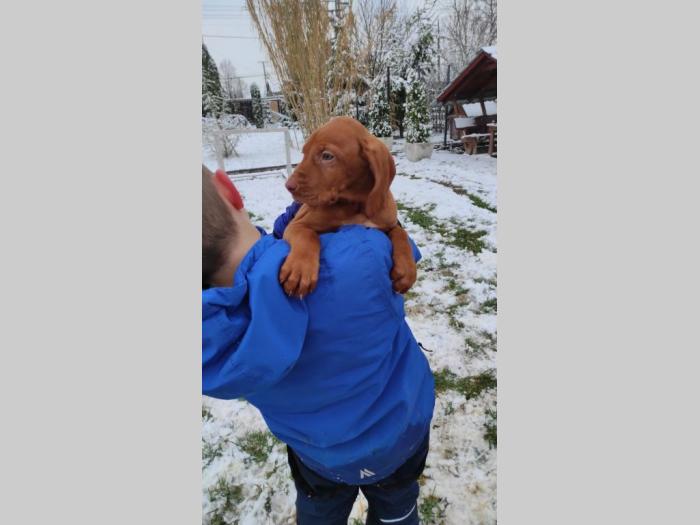 madjarska vižla štenci besplatni mali oglasi