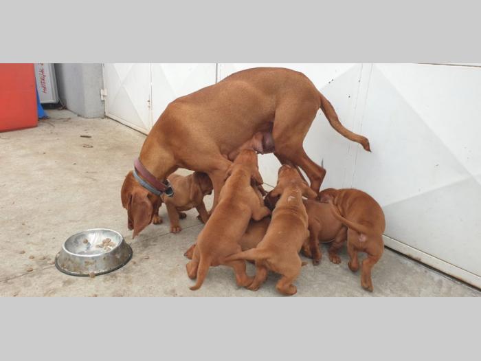 madjarska vižla štenci besplatni mali oglasi