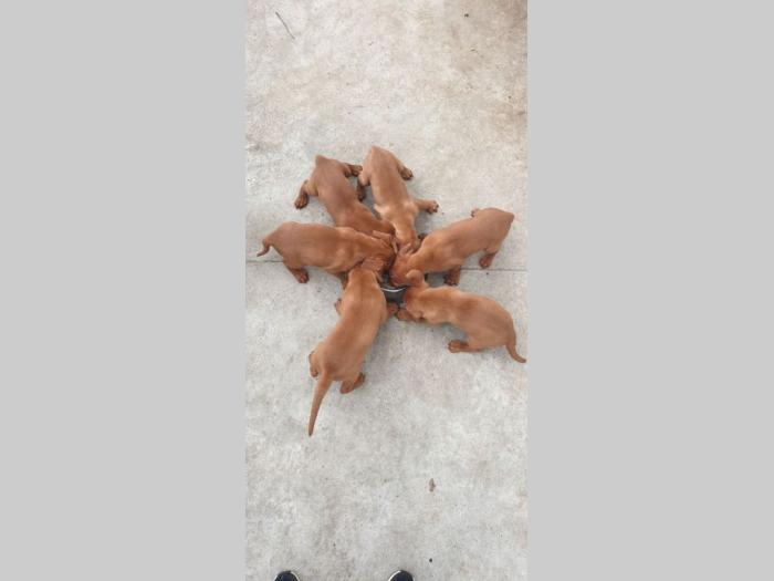 madjarska vižla štenci besplatni mali oglasi