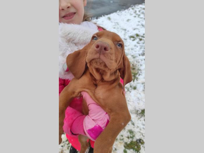 madjarska vižla štenci besplatni mali oglasi