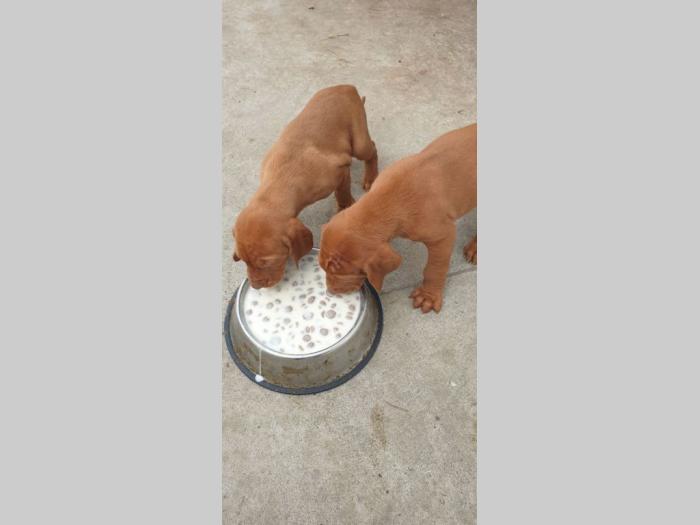 madjarska vižla štenci besplatni mali oglasi