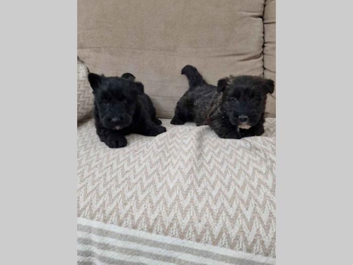 škotski terijer štenci besplatni mali oglasi