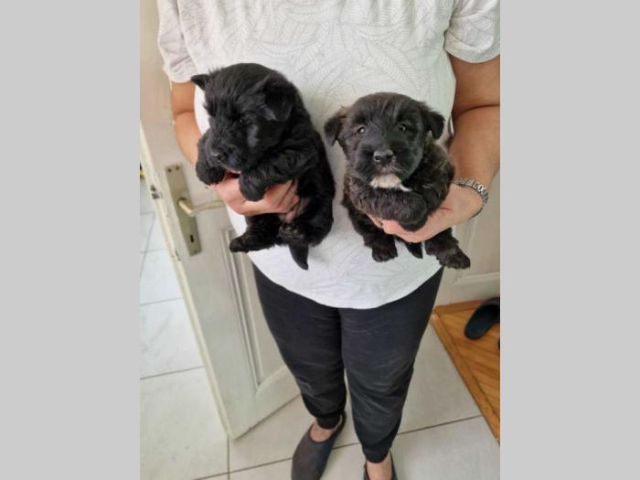 škotski terijer štenci besplatni mali oglasi