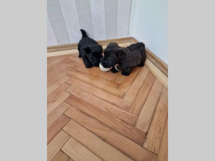 škotski terijer štenci besplatni mali oglasi