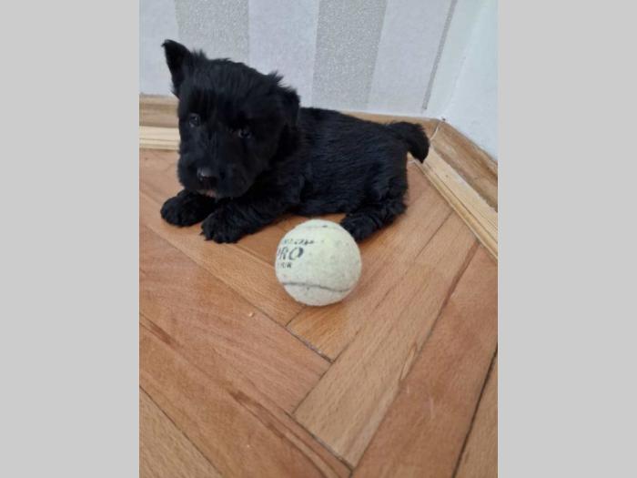 škotski terijer štenci besplatni mali oglasi