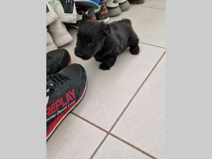 škotski terijer štenci besplatni mali oglasi