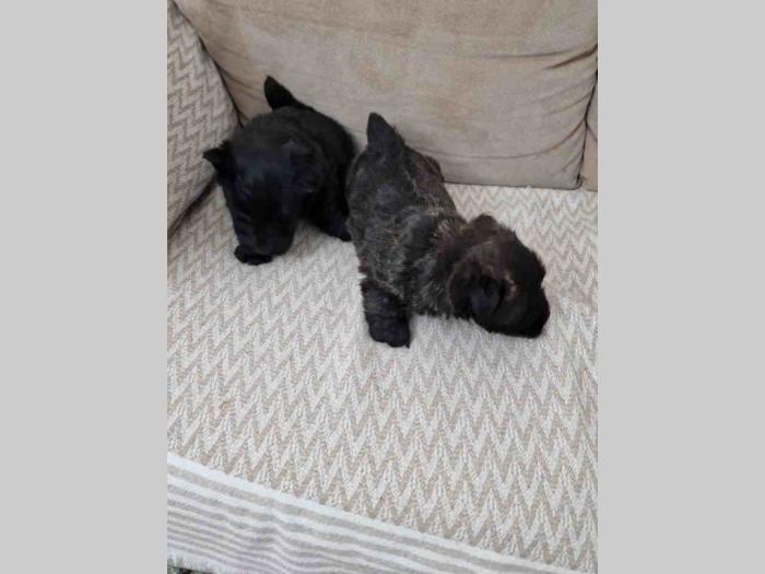 škotski terijer štenci besplatni mali oglasi