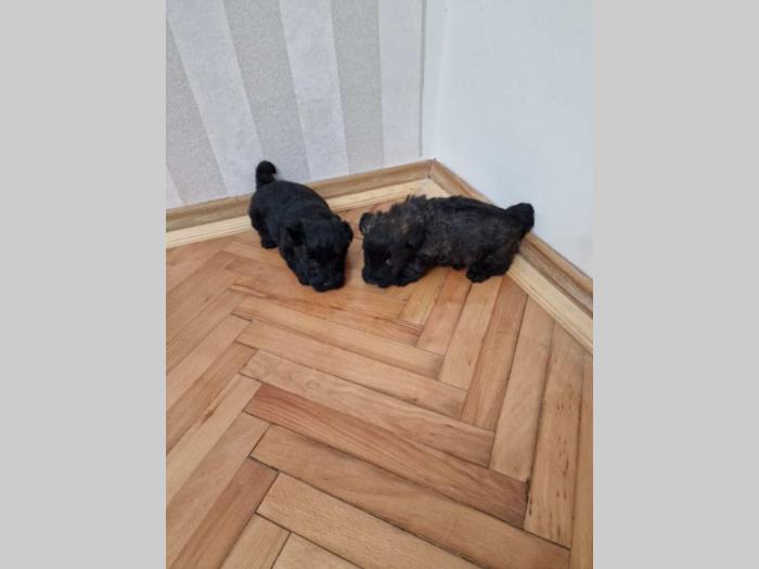 škotski terijer štenci besplatni mali oglasi