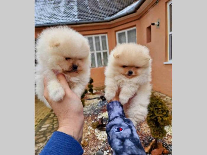 pomeranci boo iz registrovane odgajivačnice pom hash stars besplatni mali oglasi