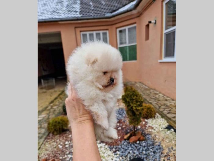 pomeranci boo iz registrovane odgajivačnice pom hash stars besplatni mali oglasi