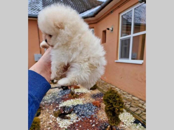 pomeranci boo iz registrovane odgajivačnice pom hash stars besplatni mali oglasi