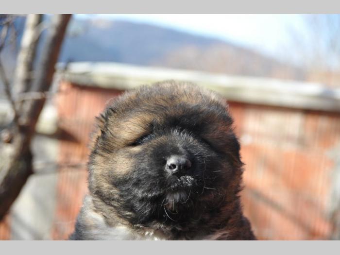 kavkaski ovčar štenci besplatni mali oglasi