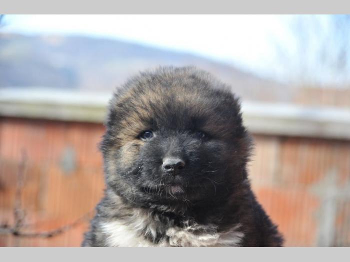 kavkaski ovčar štenci besplatni mali oglasi