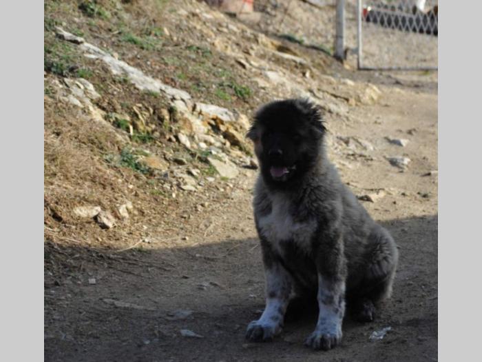 kavkaski ovčar štenci besplatni mali oglasi