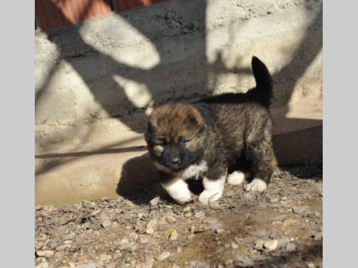 kavkaski ovčar štenci besplatni mali oglasi