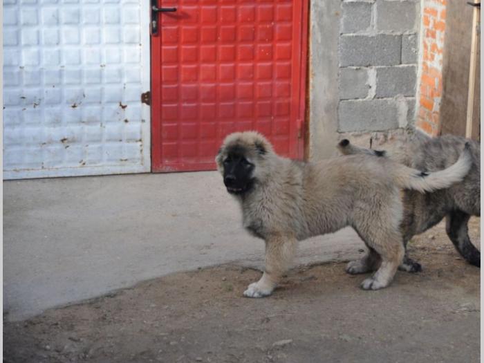 kavkaski ovčar štenci besplatni mali oglasi