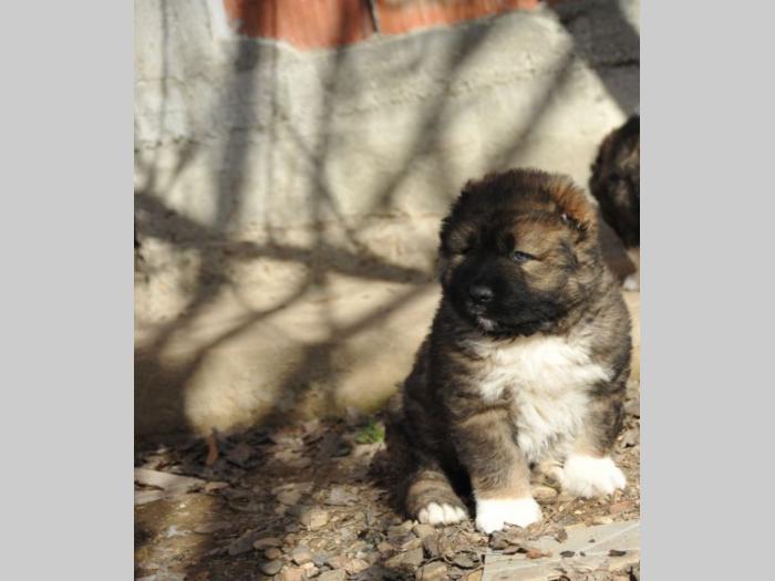 kavkaski ovčar štenci besplatni mali oglasi