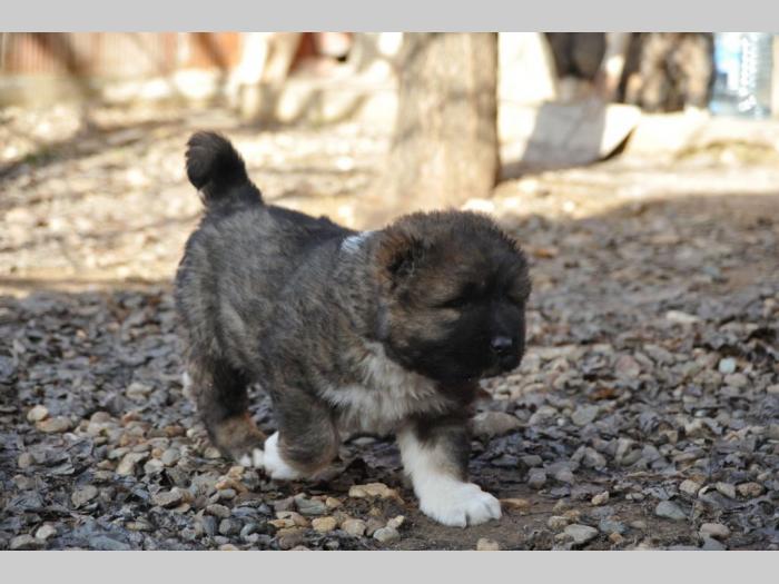 kavkaski ovčar štenci besplatni mali oglasi