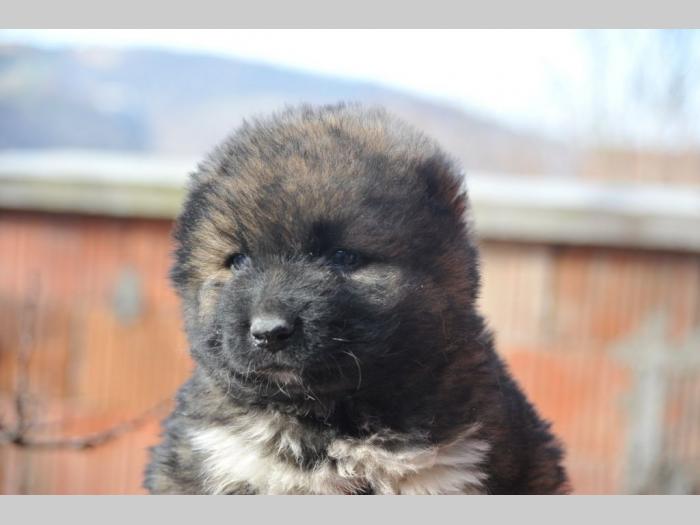 kavkaski ovčar štenci besplatni mali oglasi