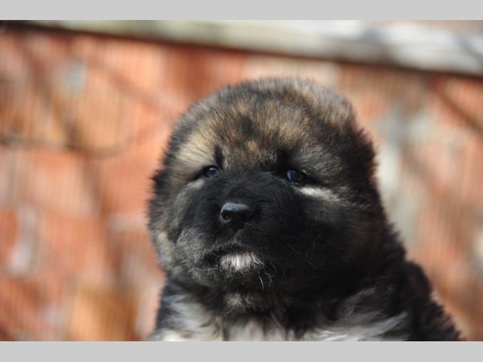 kavkaski ovčar štenci besplatni mali oglasi