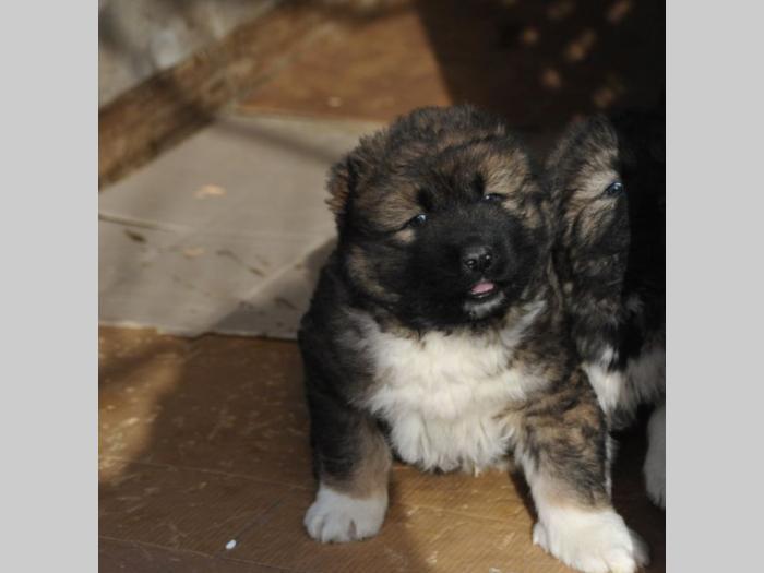 kavkaski ovčar štenci besplatni mali oglasi