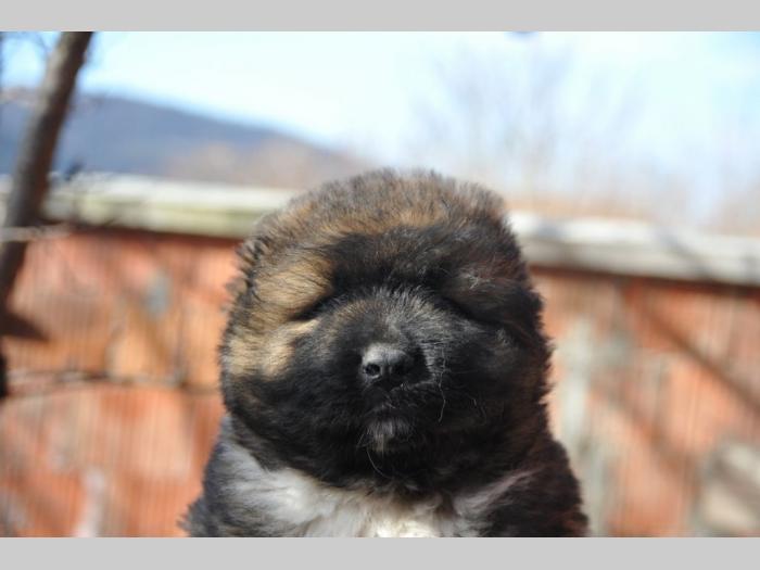 kavkaski ovčar štenci besplatni mali oglasi