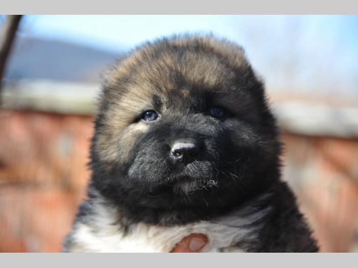 kavkaski ovčar štenci besplatni mali oglasi