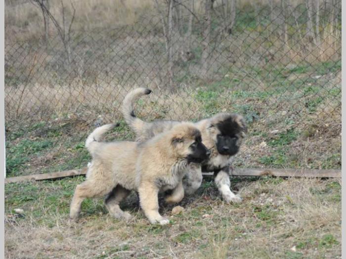 kavkaski ovčar štenci besplatni mali oglasi