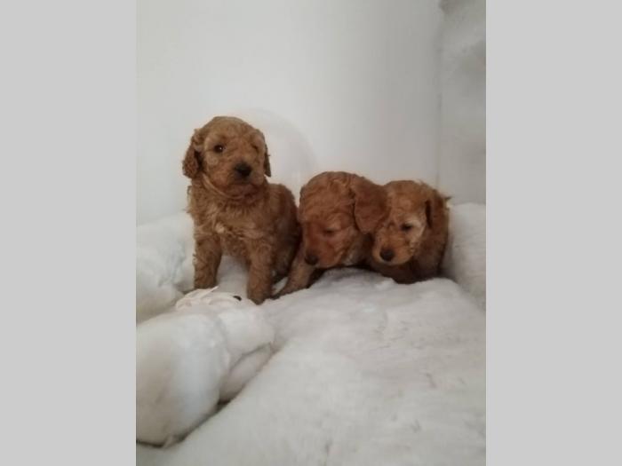 patuljste pudle štence besplatni mali oglasi