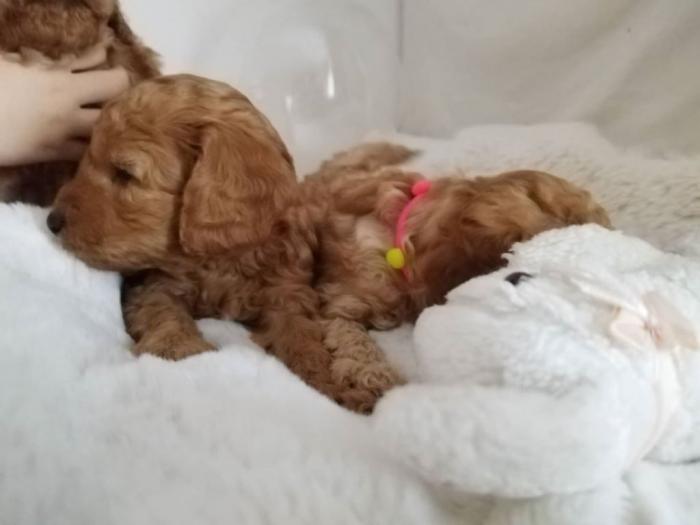 patuljste pudle štence besplatni mali oglasi