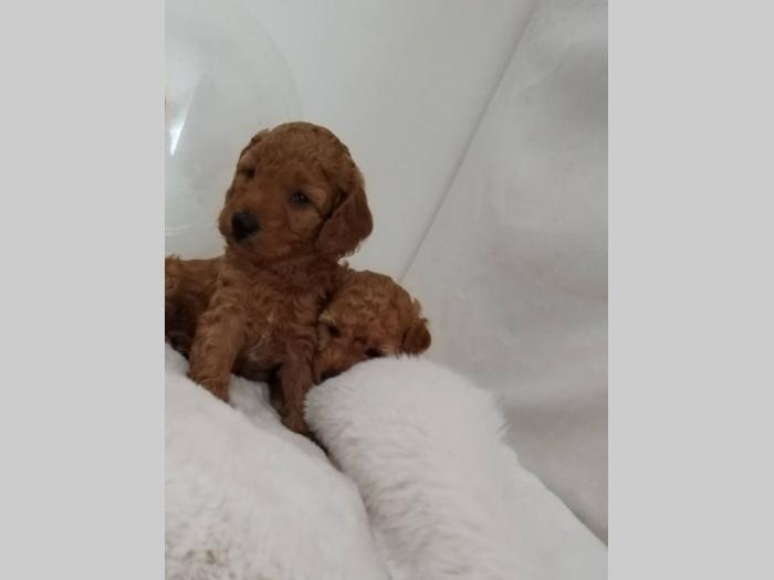 patuljste pudle štence besplatni mali oglasi