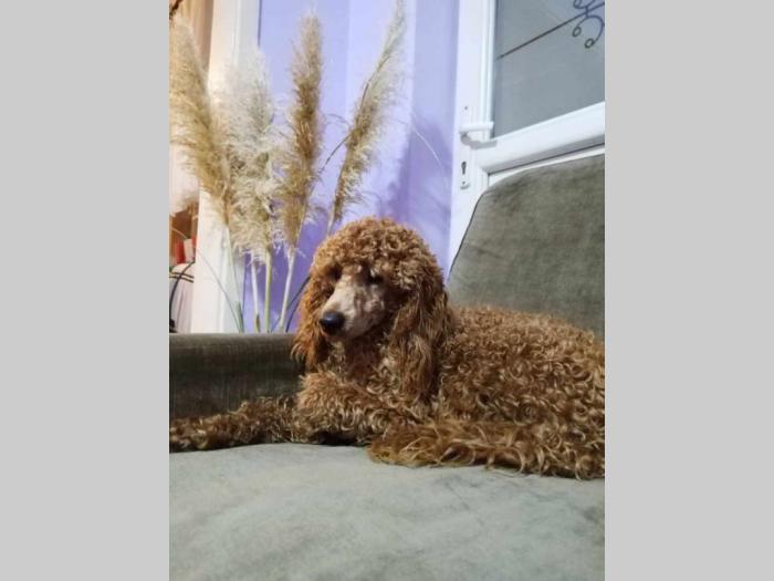 patuljste pudle štence besplatni mali oglasi