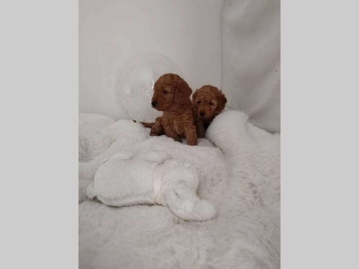 patuljste pudle štence besplatni mali oglasi