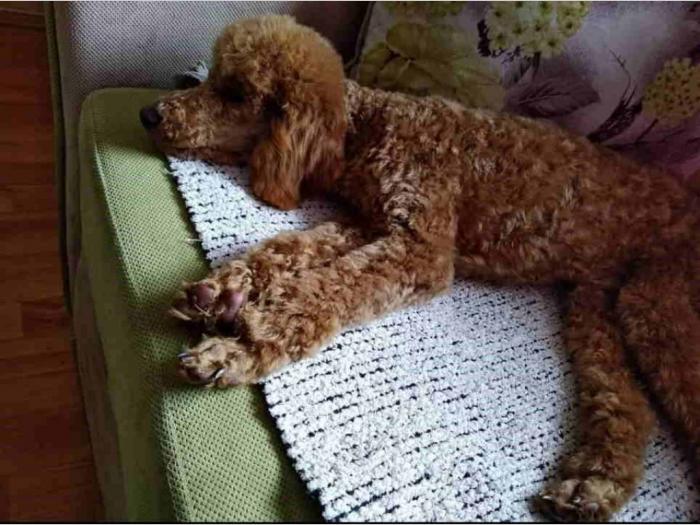 patuljste pudle štence besplatni mali oglasi