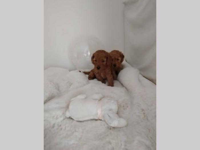 patuljste pudle štence besplatni mali oglasi