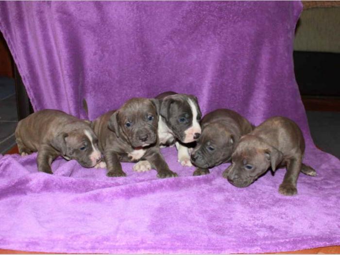 pit bull štenci besplatni mali oglasi