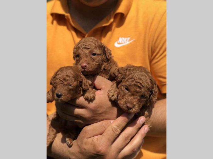 crvene tzv toy pudle štence besplatni mali oglasi