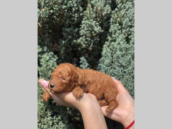 crvene tzv toy pudle štence besplatni mali oglasi