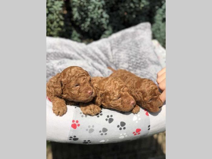 crvene tzv toy pudle štence besplatni mali oglasi