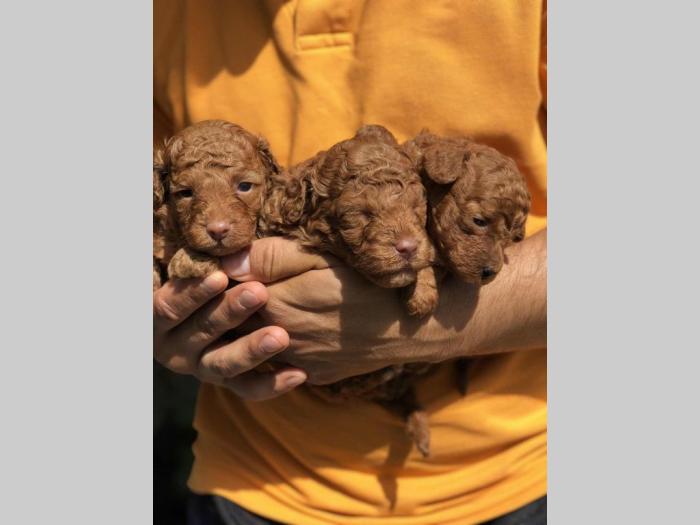 crvene tzv toy pudle štence besplatni mali oglasi