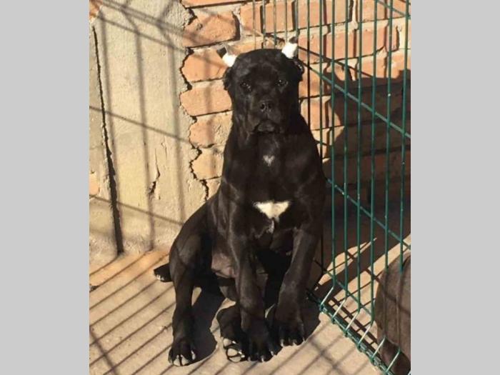 kane korso štenci besplatni mali oglasi