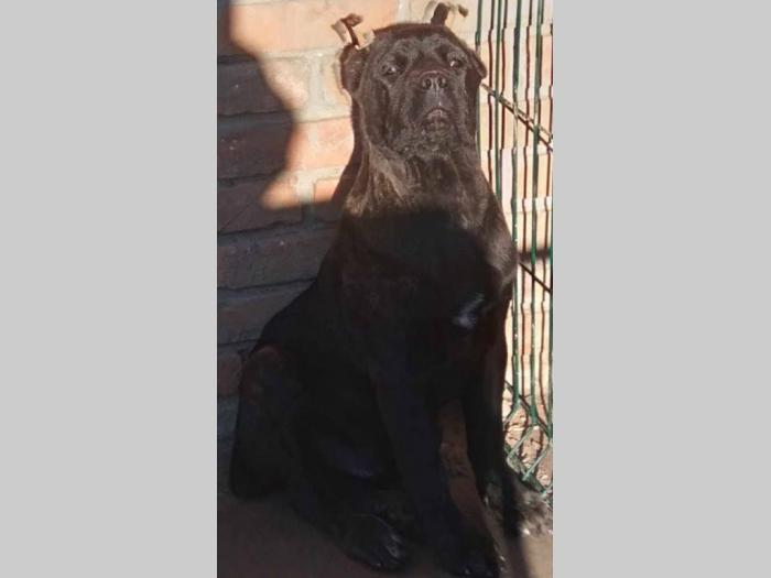 kane korso štenci besplatni mali oglasi