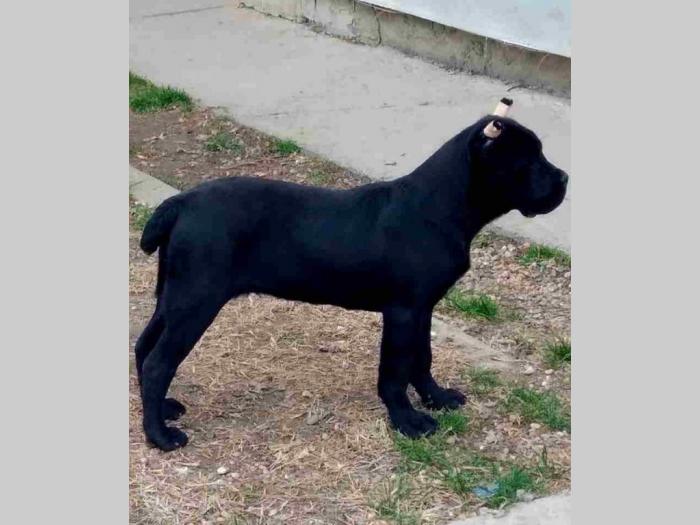 kane korso štenci besplatni mali oglasi