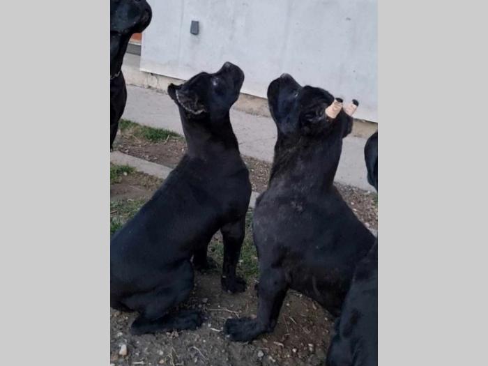 kane korso štenci besplatni mali oglasi