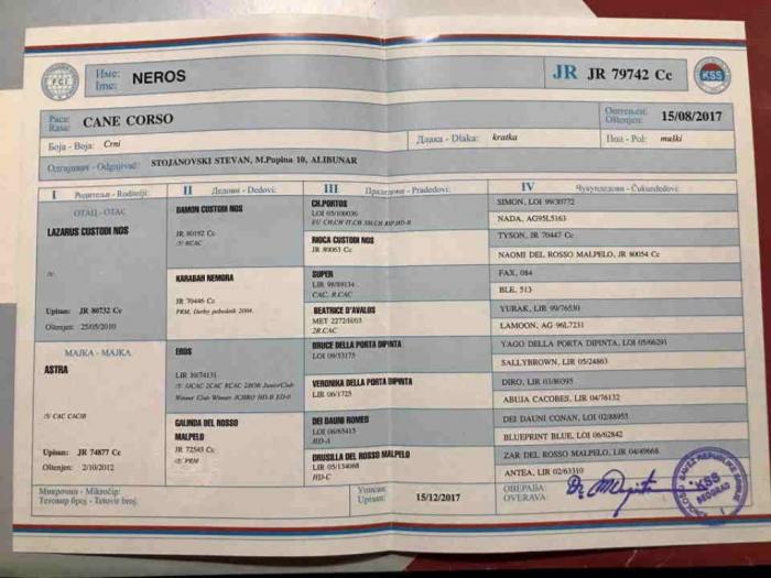 kane korso štenci besplatni mali oglasi