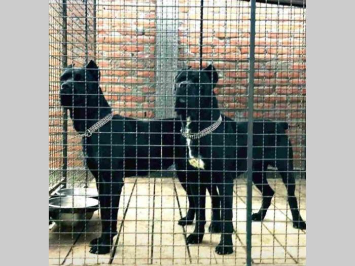 kane korso štenci besplatni mali oglasi